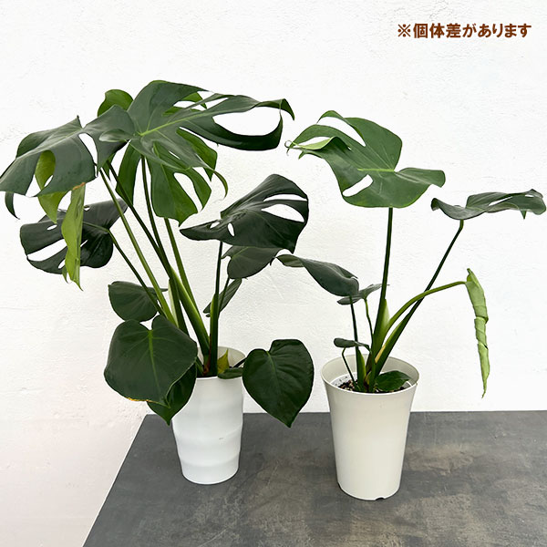 モンステラ:アダンソニー 6号鉢植え
