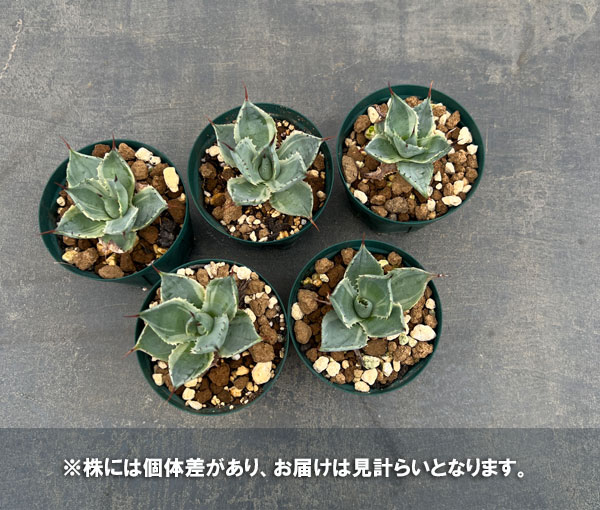 アガベ:トレードウィンズ 7.5cmポット