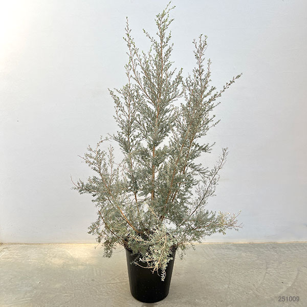 レプトスペルマム：ホワイトティーツリー8号鉢植え