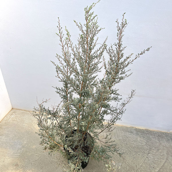 レプトスペルマム：ホワイトティーツリー8号鉢植え