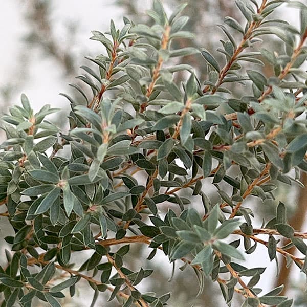 レプトスペルマム：ホワイトティーツリー8号鉢植え