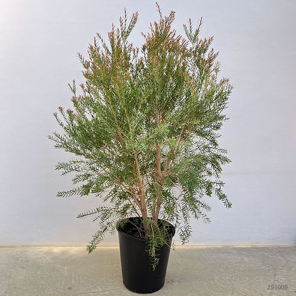 メラレウカ:レッドジェム8号鉢植え