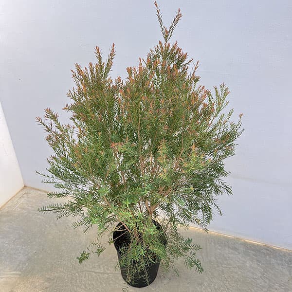 メラレウカ:レッドジェム8号鉢植え