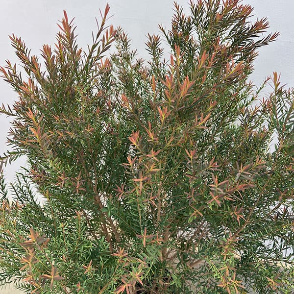 メラレウカ:レッドジェム8号鉢植え