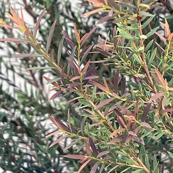 メラレウカ:レッドジェム8号鉢植え