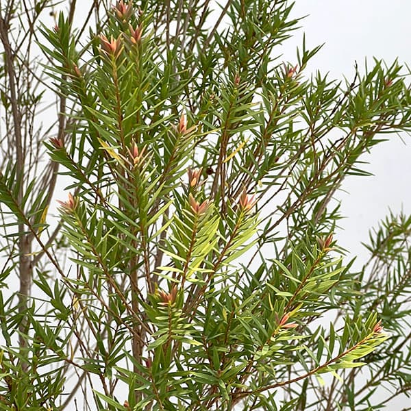 (わけあり特価)メラレウカ:レッドジェム8号鉢植え