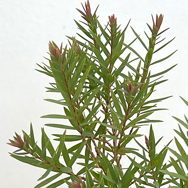 園芸ネット本店｜（わけあり特価）メラレウカ：レッドジェム8号鉢植え