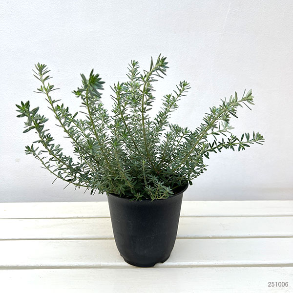 ウエストリンギア：緑葉白花5号鉢植え