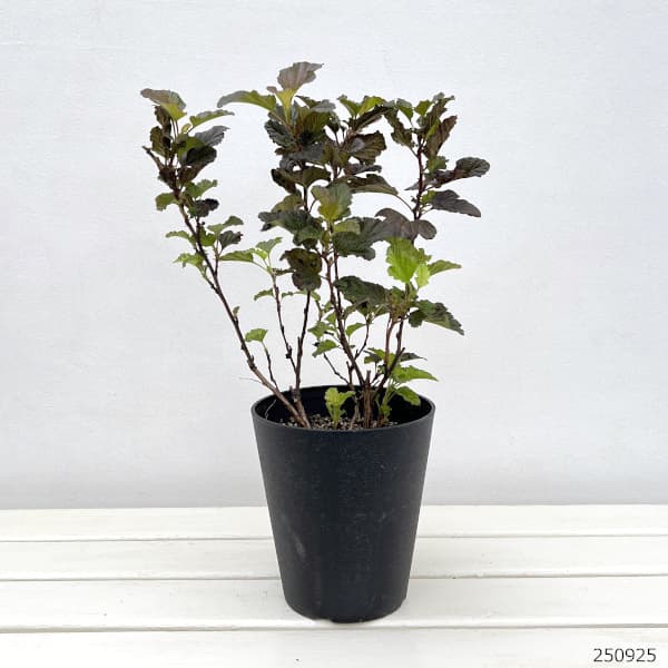 テマリシモツケ：マゼルトブラウン5号鉢植え