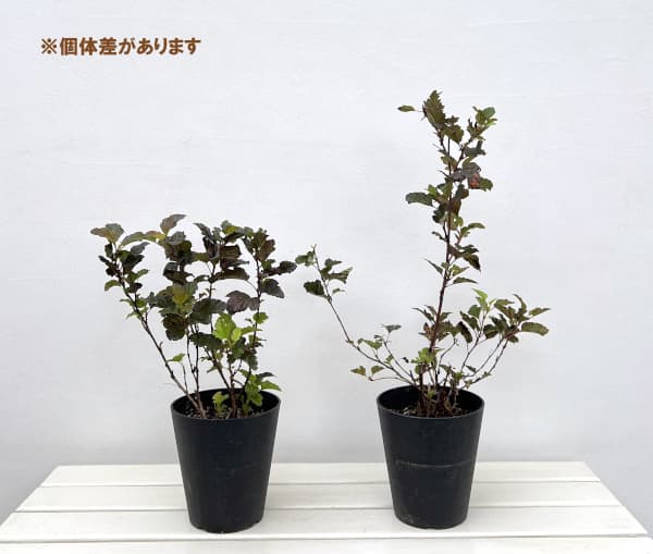 テマリシモツケ：マゼルトブラウン5号鉢植え