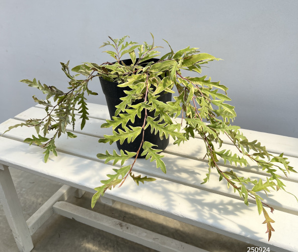 グレビレア：サンキストウォーター6号鉢植え