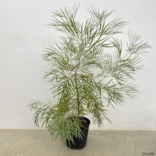 園芸ネット本店｜グレビレア：バンクシー 8号鉢植え の通販【公式】