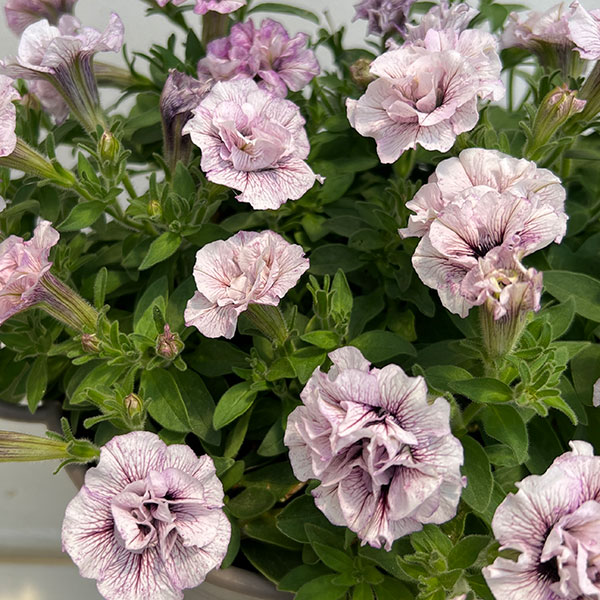 ペチュニア：ホイップマカロン　グレープパフェ直径20ｃｍ鉢植え・持ち手つき