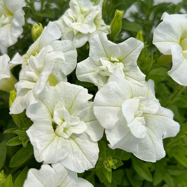 ペチュニア：インカ　サルカンタイ直径20ｃｍ鉢植え・持ち手つき