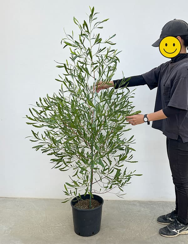 ドドナエア:ヴィスコサ グリーン8号鉢植え