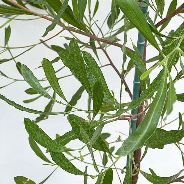 ドドナエア:ヴィスコサ グリーン8号鉢植え