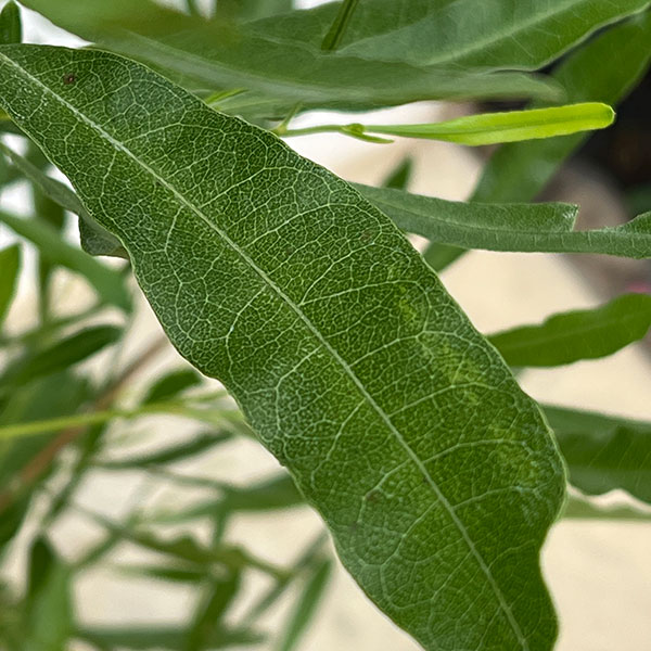 ドドナエア:ヴィスコサ グリーン8号鉢植え