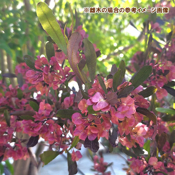 ドドナエア:ヴィスコサ グリーン8号鉢植え