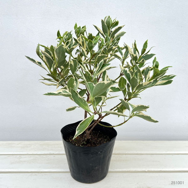 イリシウム:斑入り5号ポット