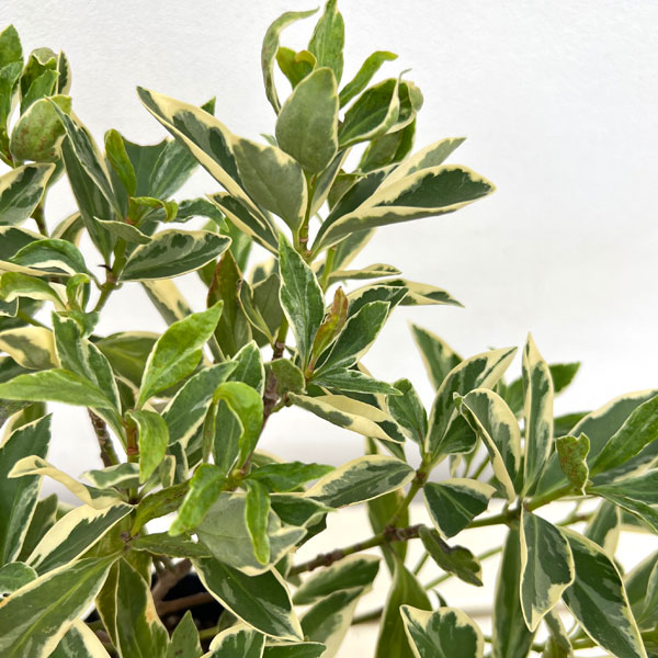 イリシウム:斑入り5号ポット