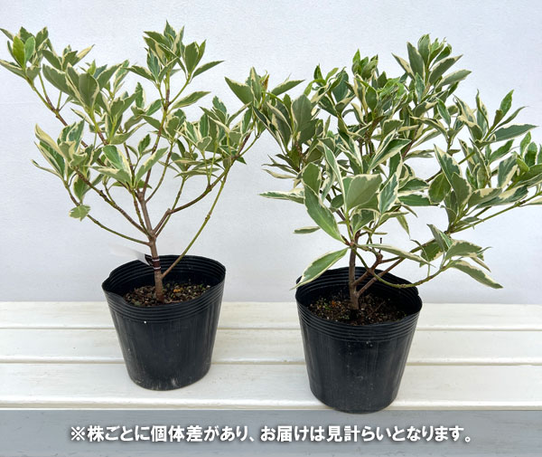 イリシウム:斑入り5号ポット