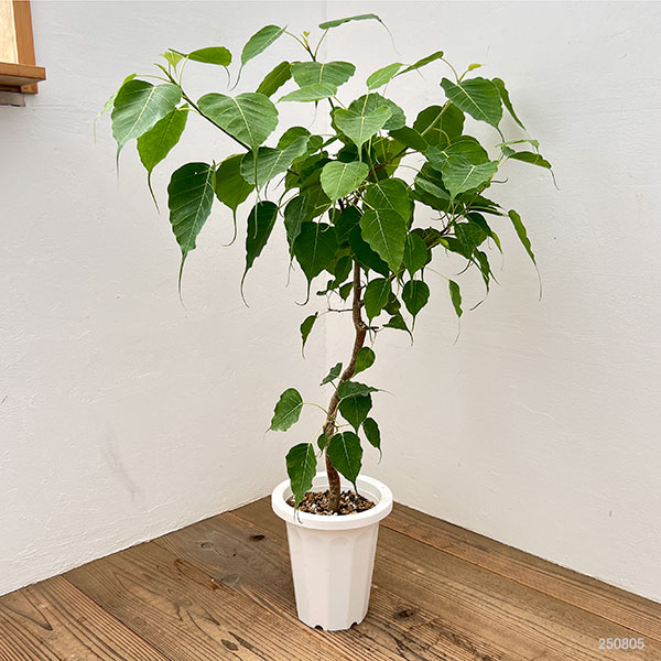 フィカス:レリジオーサ(スリーマハーボダイジュ)7号鉢植え