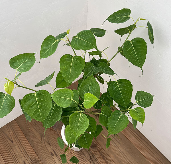 フィカス:レリジオーサ(スリーマハーボダイジュ)7号鉢植え