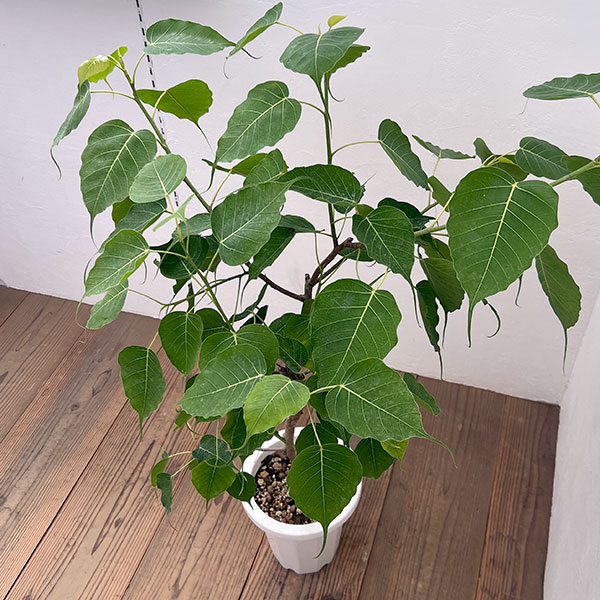 フィカス:レリジオーサ(スリーマハーボダイジュ)7号鉢植え