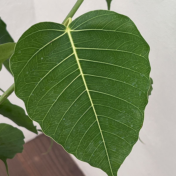 フィカス:レリジオーサ(スリーマハーボダイジュ)7号鉢植え