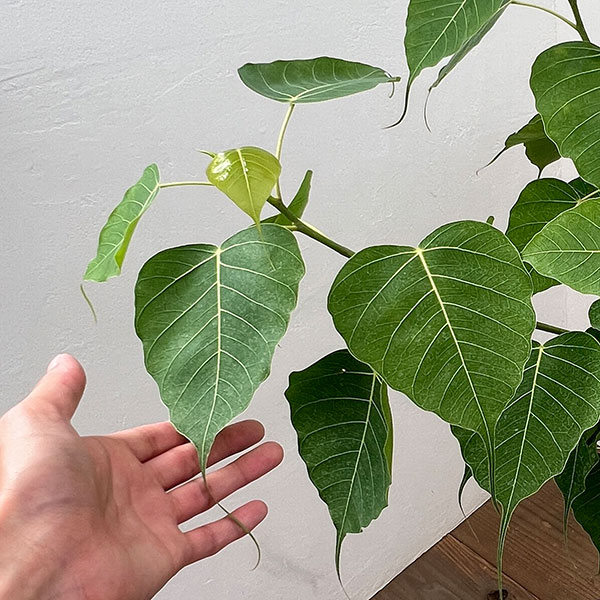 フィカス:レリジオーサ(スリーマハーボダイジュ)7号鉢植え
