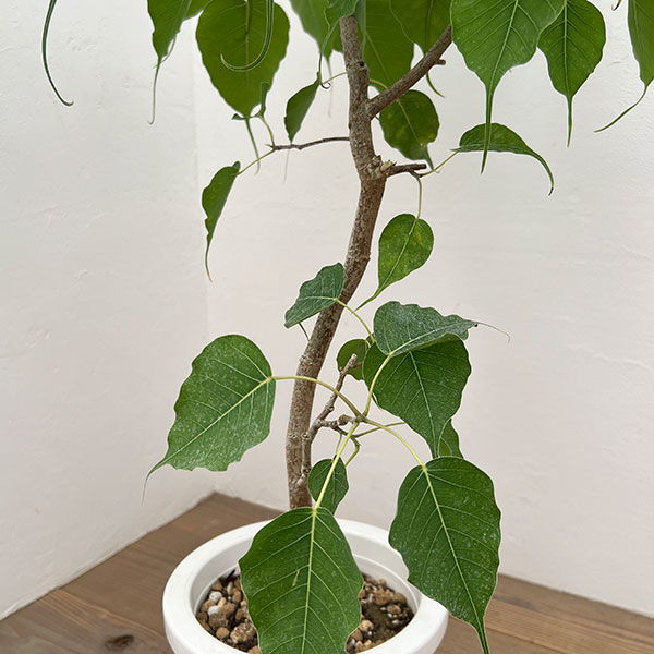 フィカス:レリジオーサ(スリーマハーボダイジュ)7号鉢植え
