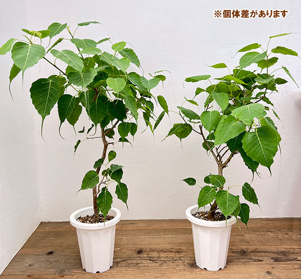 フィカス:レリジオーサ(スリーマハーボダイジュ)7号鉢植え