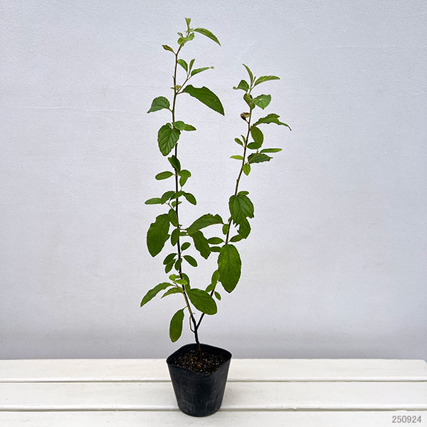 セアノサス:ヘンリーデスフォッセ3-3.5号ポット