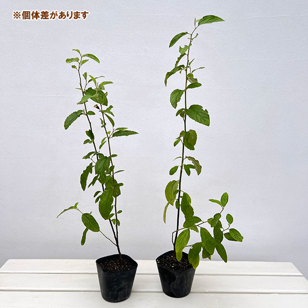 セアノサス:ヘンリーデスフォッセ3-3.5号ポット