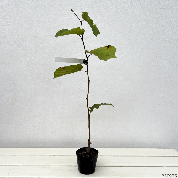 西洋ハシバミ:パープレア3-3.5号ポット