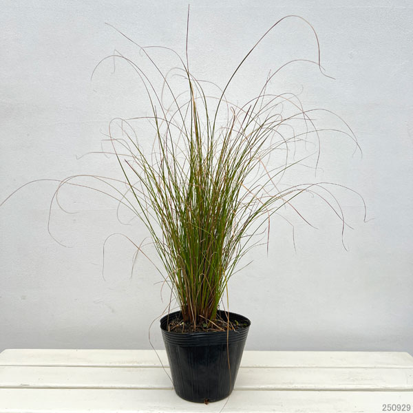 カレックス:テヌイクルミス5号ポット