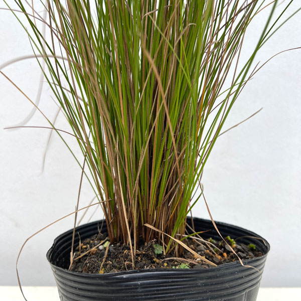 カレックス:テヌイクルミス5号ポット