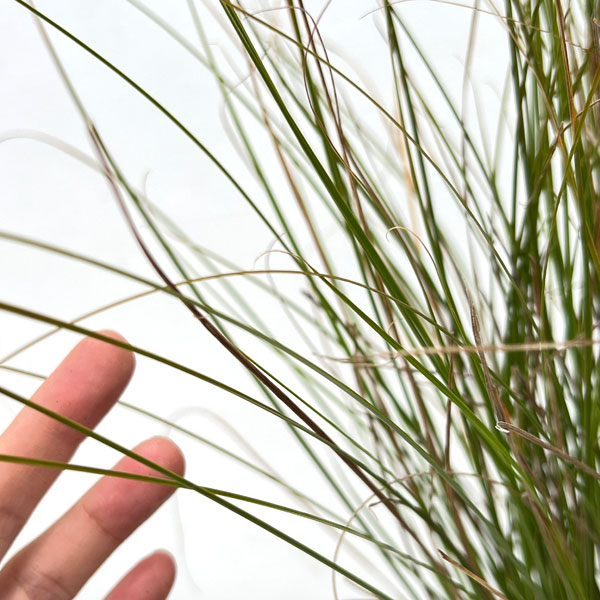 カレックス:テヌイクルミス5号ポット