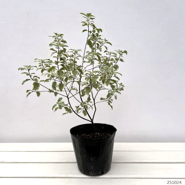 ピットスポルム：バリエガータ 5号ポット