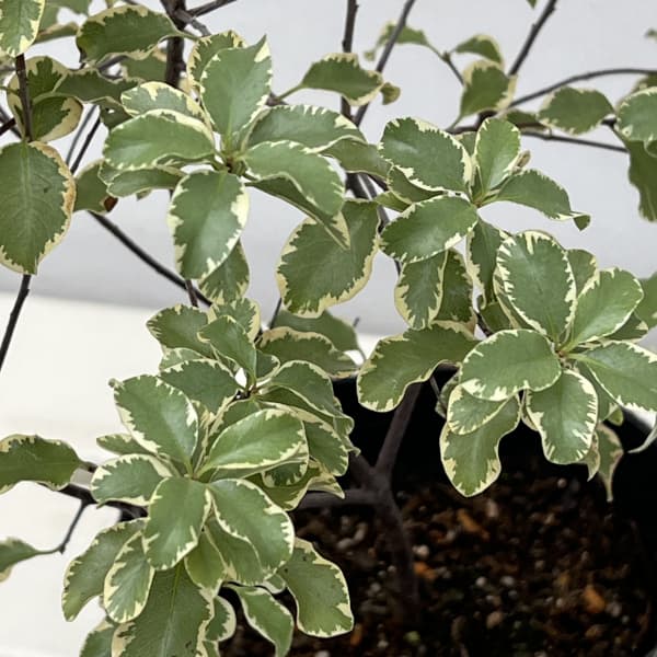 ピットスポルム：バリエガータ 5号ポット