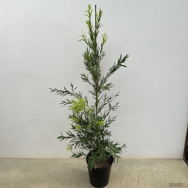 カリステモン：ウェルダネスホワイト7号ポット