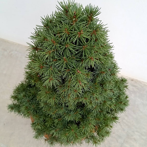 カナダトウヒ:ピセアグラウカ サンオンザスカイ7号鉢植え