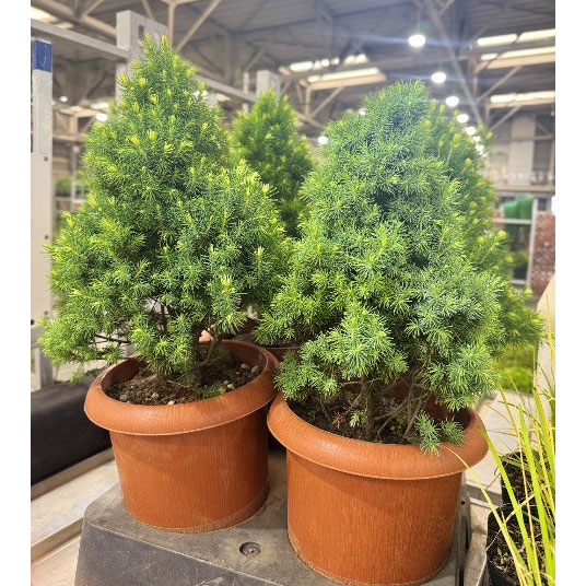カナダトウヒ:ピセアグラウカ サンオンザスカイ7号鉢植え