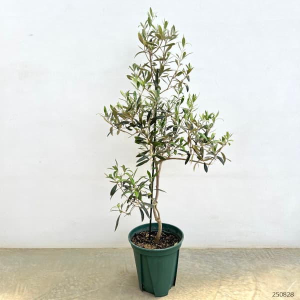オリーブ:アイセブンセブン(I-77) 8号鉢植え*