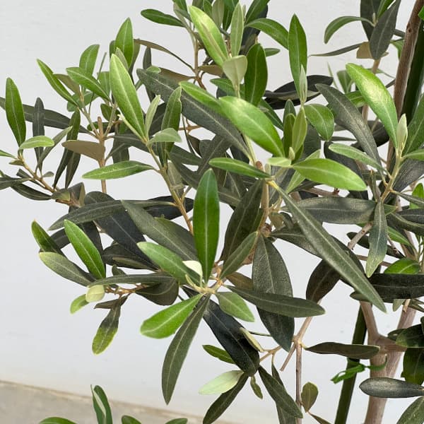 オリーブ:アイセブンセブン(I-77) 8号鉢植え*