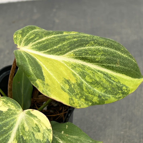 フィロデンドロン：グロリオサム　トリカラー　2.5号鉢植え