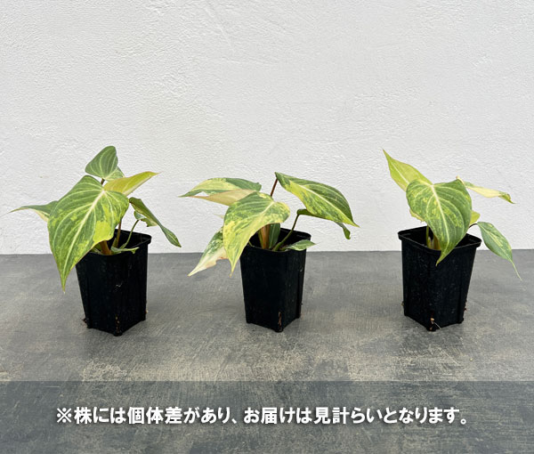 フィロデンドロン：グロリオサム　トリカラー　2.5号鉢植え