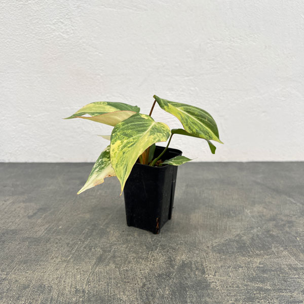 フィロデンドロン：グロリオサム　トリカラー　2.5号鉢植え