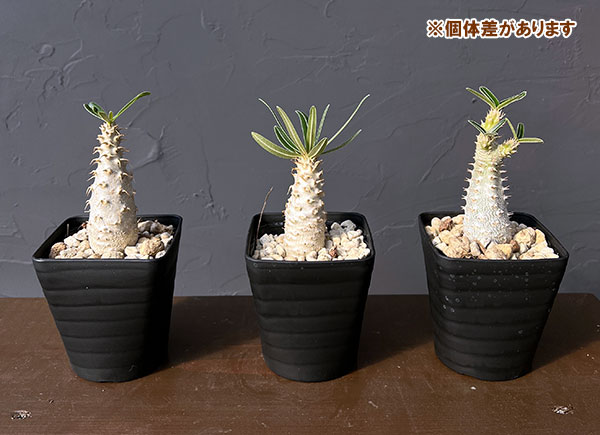 パキポディウム:グラキリス(国内実生苗) 3.5号入り