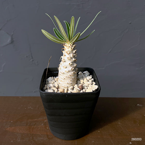 パキポディウム:グラキリス(国内実生苗) 3.5号入り